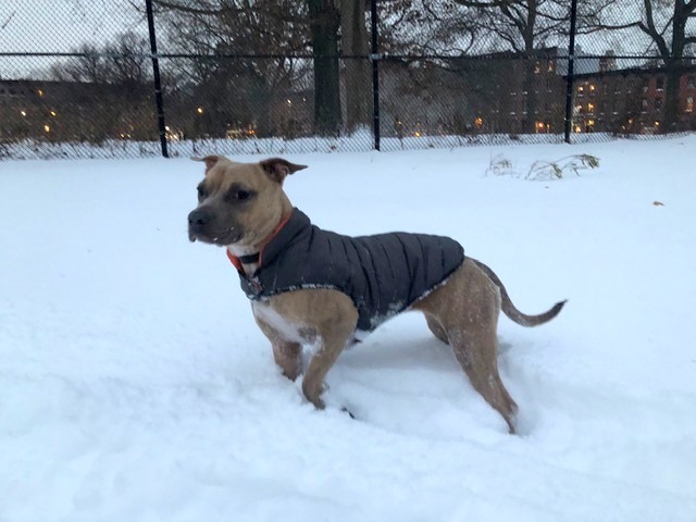 Tiny Tilly - *SUPER URGT* NEEDS IMMED FOSTER HOME, an adoptable Pit Bull Terrier, Staffordshire Bull Terrier in Brooklyn, NY, 11205 | Photo Image 5