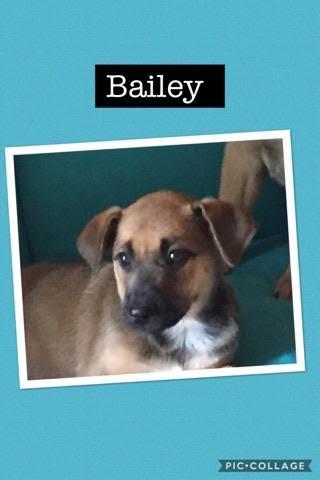 Bailey Girl 2