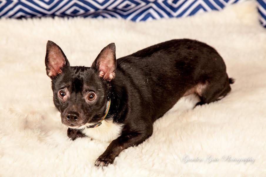 Ozzie, an adoptable Chihuahua in Elizabethtown, PA, 17022 | Photo Image 1