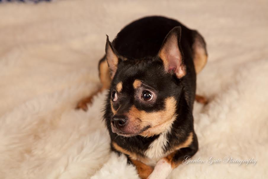 Zeplin, an adoptable Chihuahua in Elizabethtown, PA, 17022 | Photo Image 1