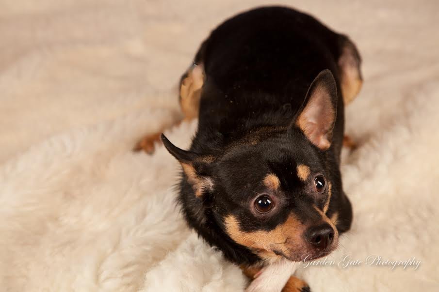 Zeplin, an adoptable Chihuahua in Elizabethtown, PA, 17022 | Photo Image 2