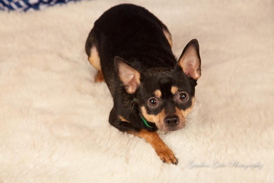 Zeplin, an adoptable Chihuahua in Elizabethtown, PA, 17022 | Photo Image 3