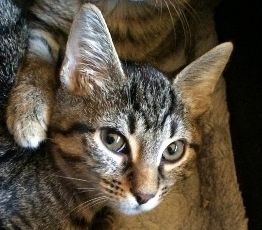 Harper, an adoptable American Shorthair, Tabby in Plantation, FL, 33318 | Photo Image 1