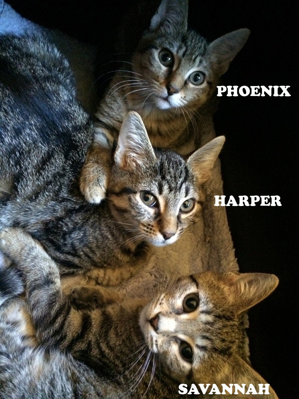 Harper, an adoptable American Shorthair, Tabby in Plantation, FL, 33318 | Photo Image 2