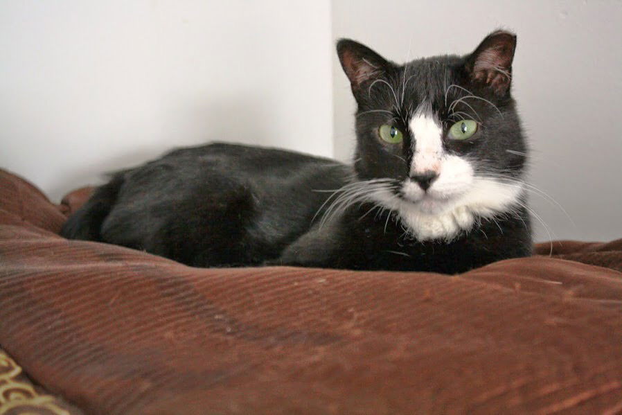 Toohey, an adoptable Domestic Short Hair in Penndel, PA, 19047 | Photo Image 2