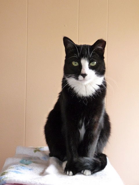 Toohey, an adoptable Domestic Short Hair in Penndel, PA, 19047 | Photo Image 3