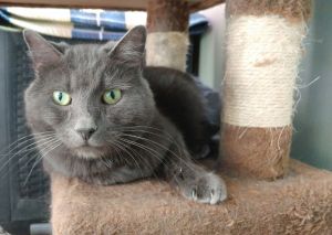Toby, Senior Male unknown