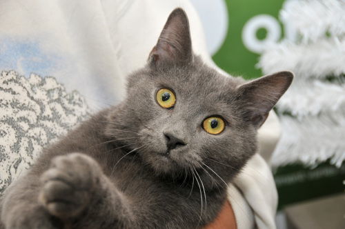 Toby, an adoptable Domestic Short Hair in Penndel, PA, 19047 | Photo Image 2