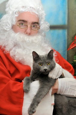 Toby, an adoptable Domestic Short Hair in Penndel, PA, 19047 | Photo Image 3