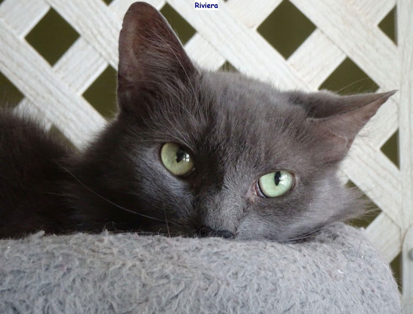 Riviera, an adoptable Domestic Medium Hair in Penndel, PA, 19047 | Photo Image 2