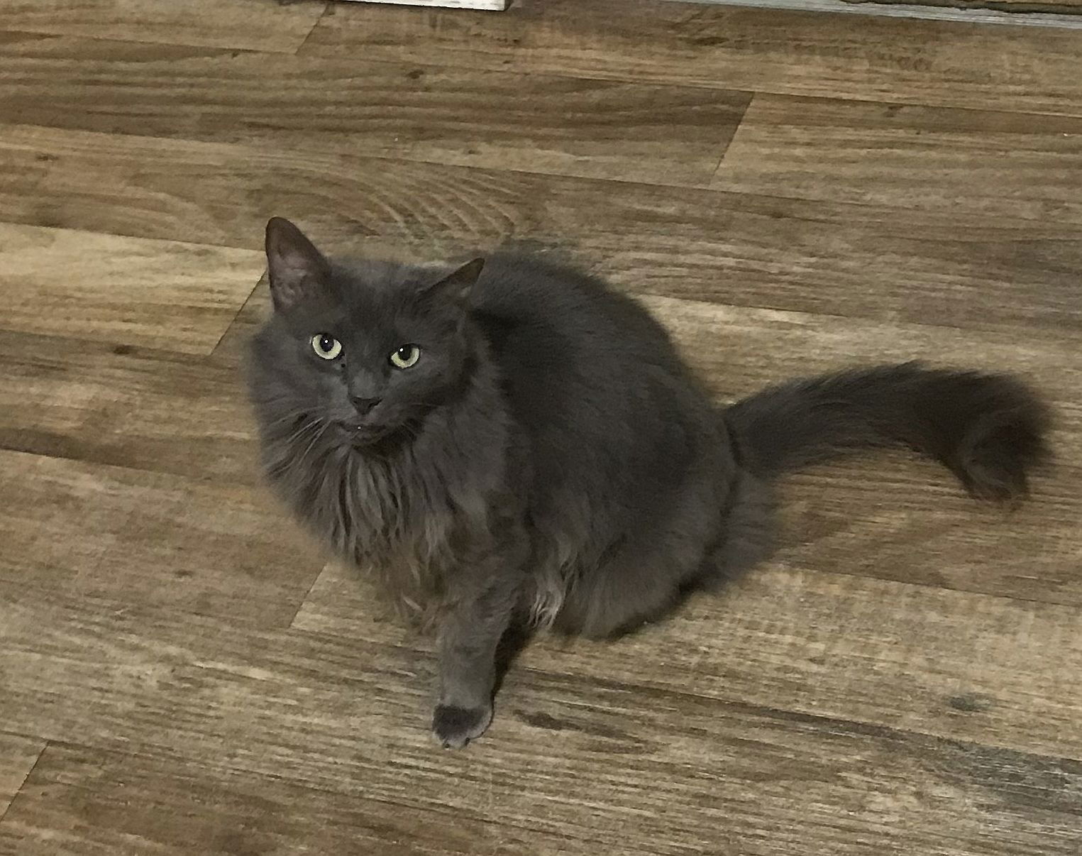 Riviera, an adoptable Domestic Medium Hair in Penndel, PA, 19047 | Photo Image 3