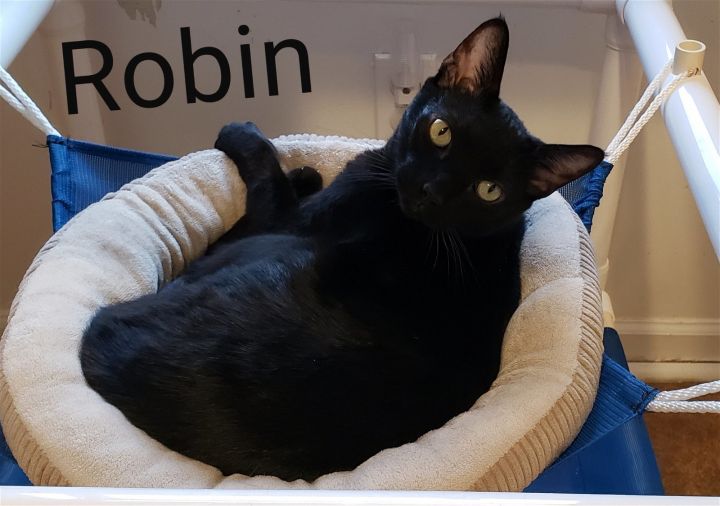Robin, an adoptable Domestic Short Hair in Penndel, PA_image-1