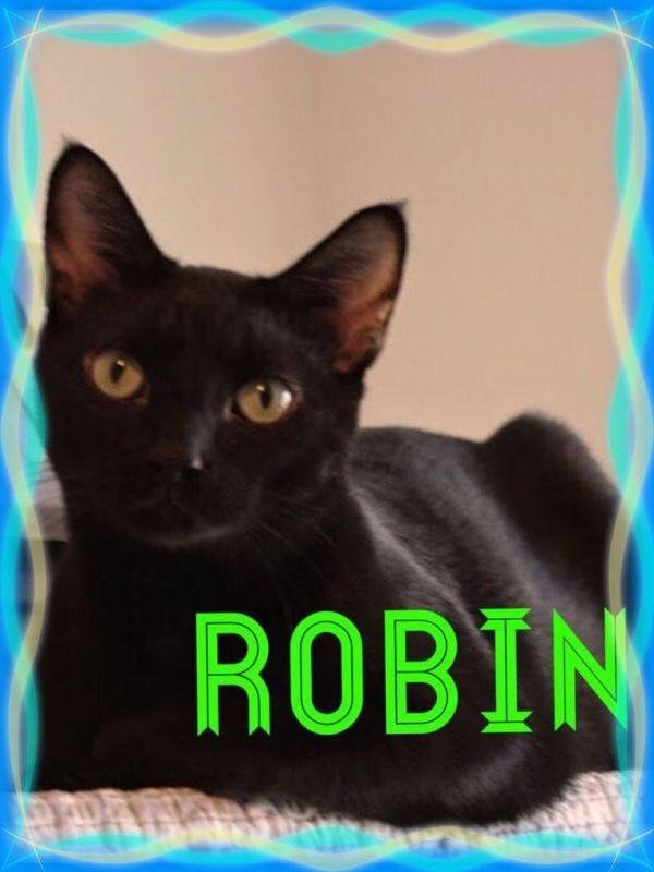Robin, an adoptable Domestic Short Hair in Penndel, PA_image-3