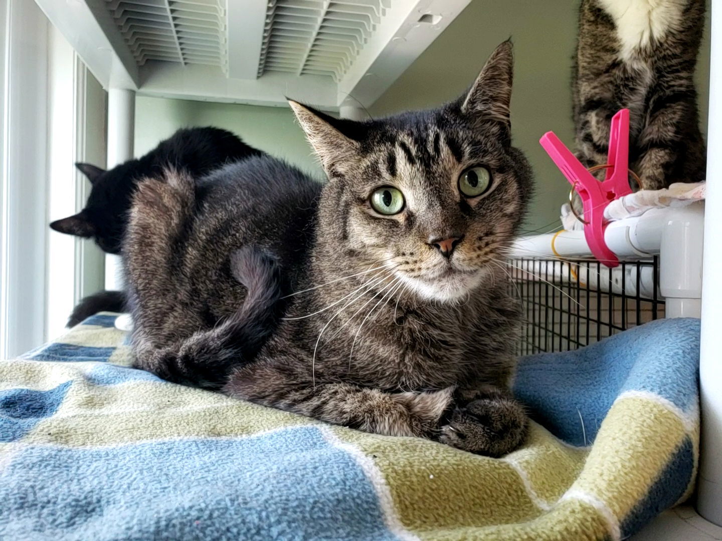 Chance, an adoptable Domestic Short Hair in Penndel, PA, 19047 | Photo Image 1