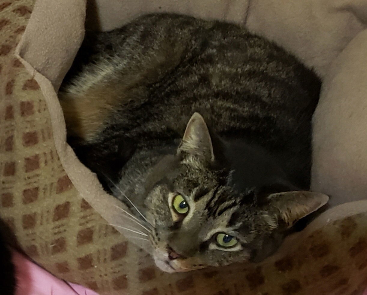 Chance, an adoptable Domestic Short Hair in Penndel, PA, 19047 | Photo Image 3