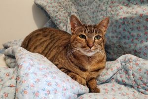 Lucy, Young Female unknown