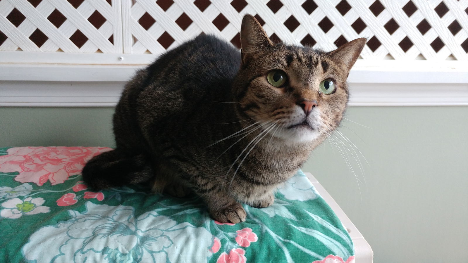 Chase, an adoptable Domestic Short Hair in Penndel, PA, 19047 | Photo Image 2