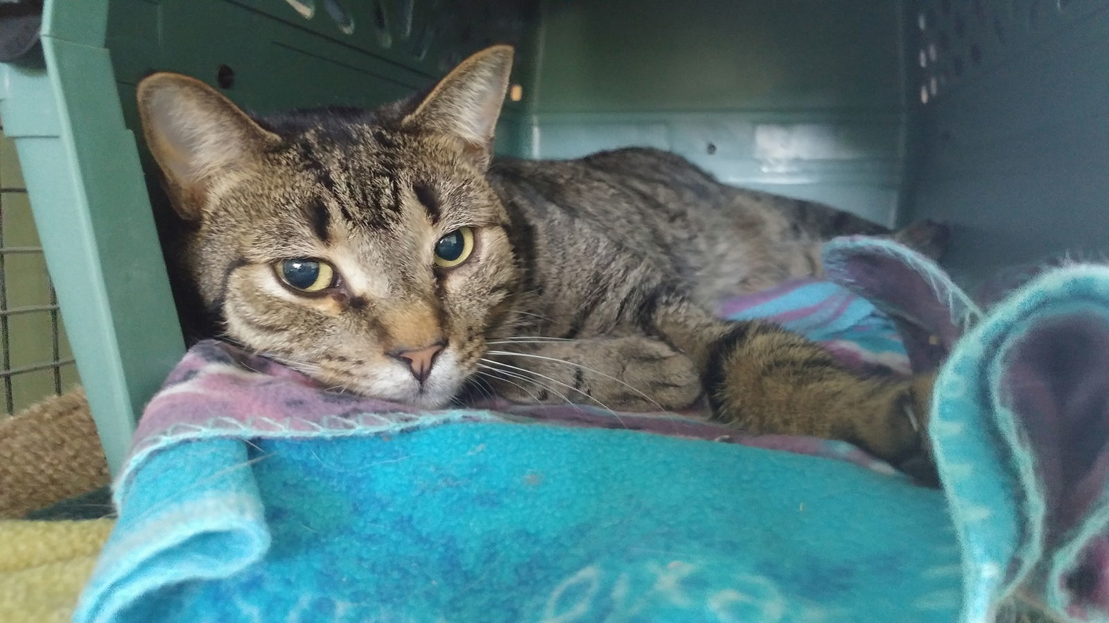 Chase, an adoptable Domestic Short Hair in Penndel, PA, 19047 | Photo Image 3