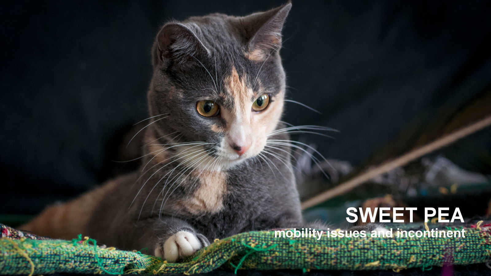 Sweet Pea, an adoptable Domestic Short Hair, Calico in Santa Rosa, CA, 95404 | Photo Image 1