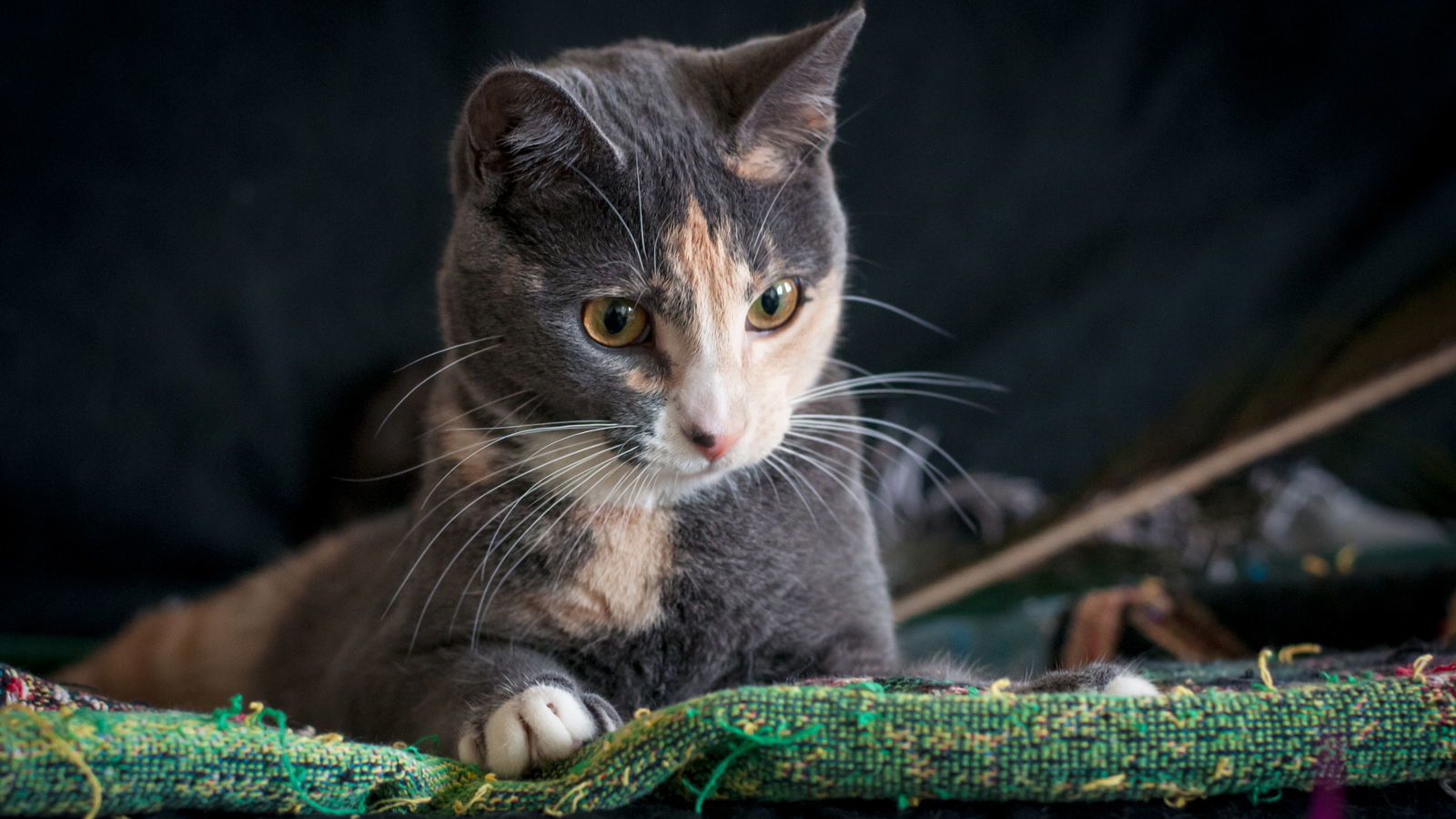 Sweet Pea, an adoptable Domestic Short Hair, Calico in Santa Rosa, CA, 95404 | Photo Image 2