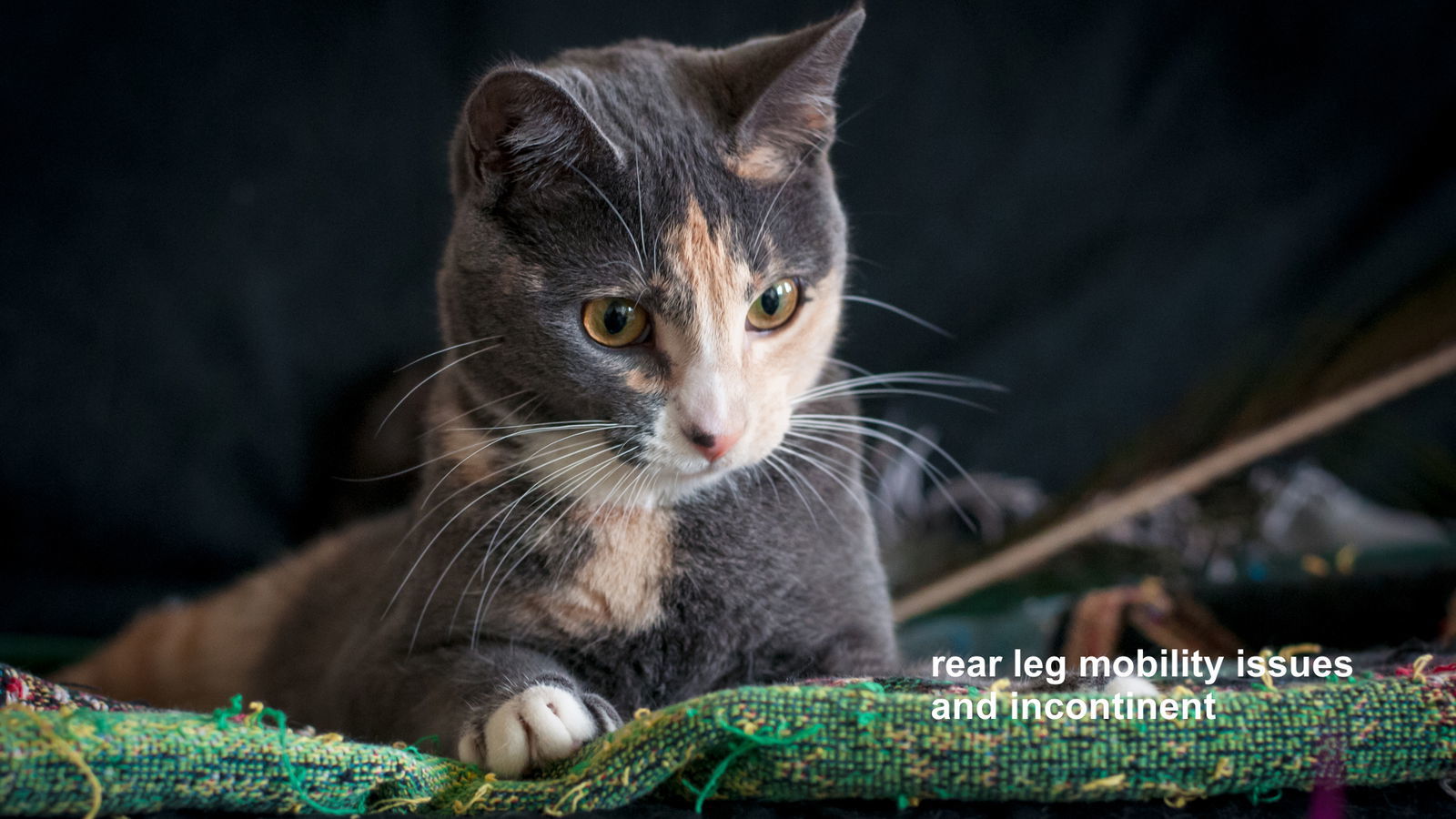 Sweet Pea, an adoptable Domestic Short Hair, Calico in Santa Rosa, CA, 95404 | Photo Image 3