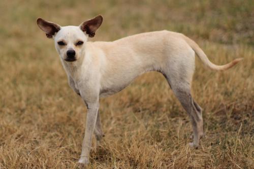 Dog For Adoption Mona A Whippet Chihuahua Mix In San Antonio