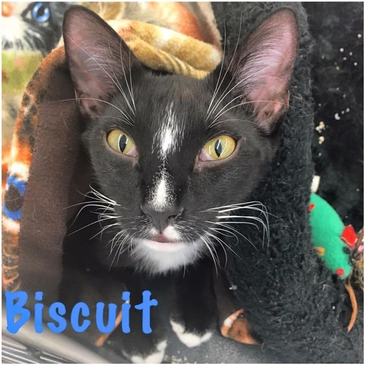 Biscuit, an adoptable Tuxedo in Land O Lakes, FL, 34639 | Photo Image 1