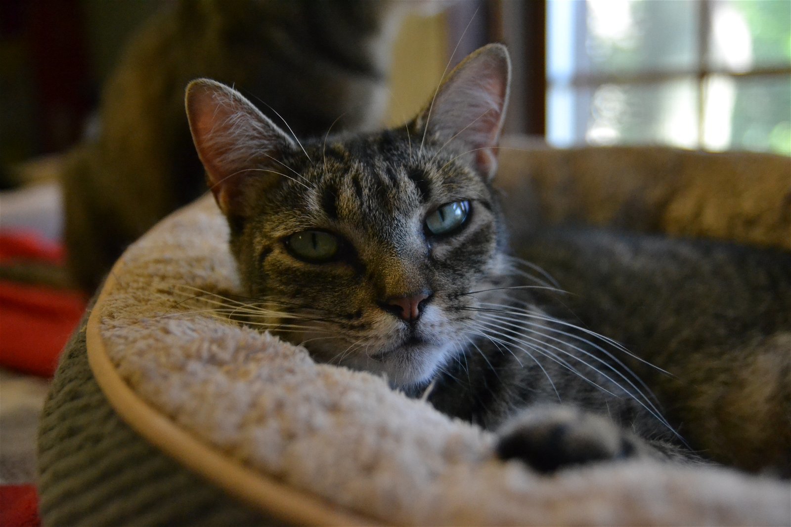 Rosie, an adoptable Domestic Short Hair in Land O Lakes, FL, 34639 | Photo Image 1