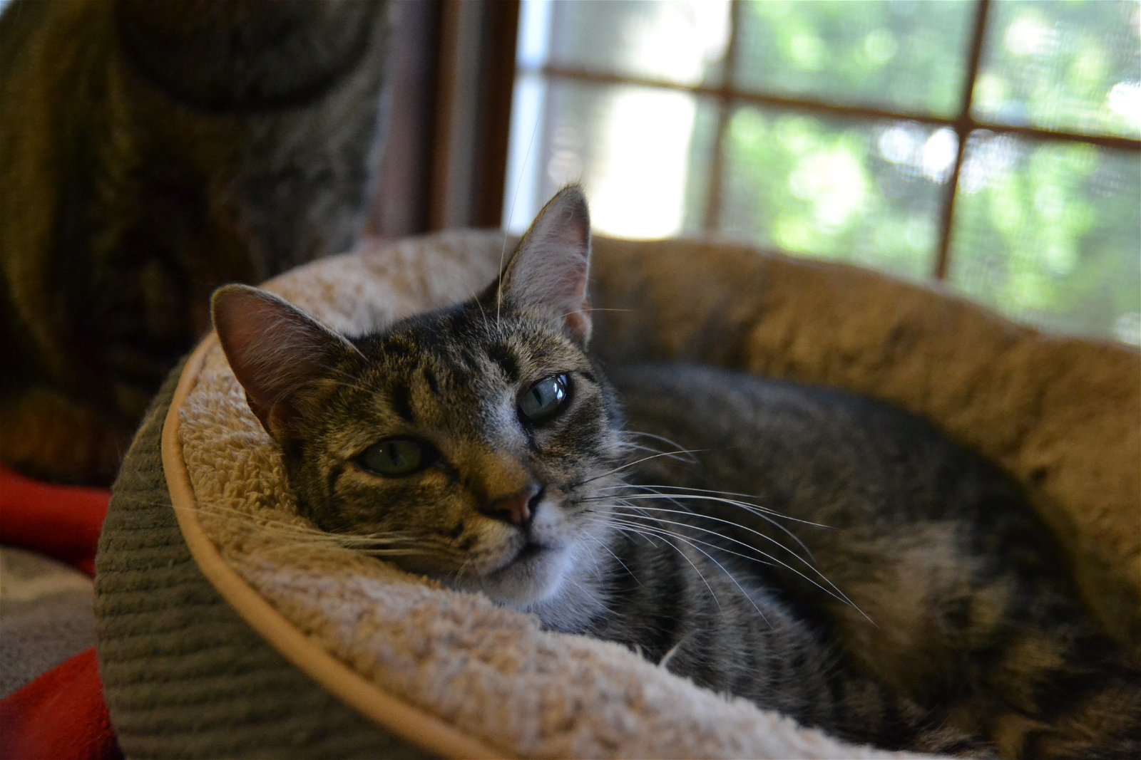 Rosie, an adoptable Domestic Short Hair in Land O Lakes, FL, 34639 | Photo Image 3