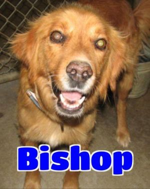 #146 Bishop