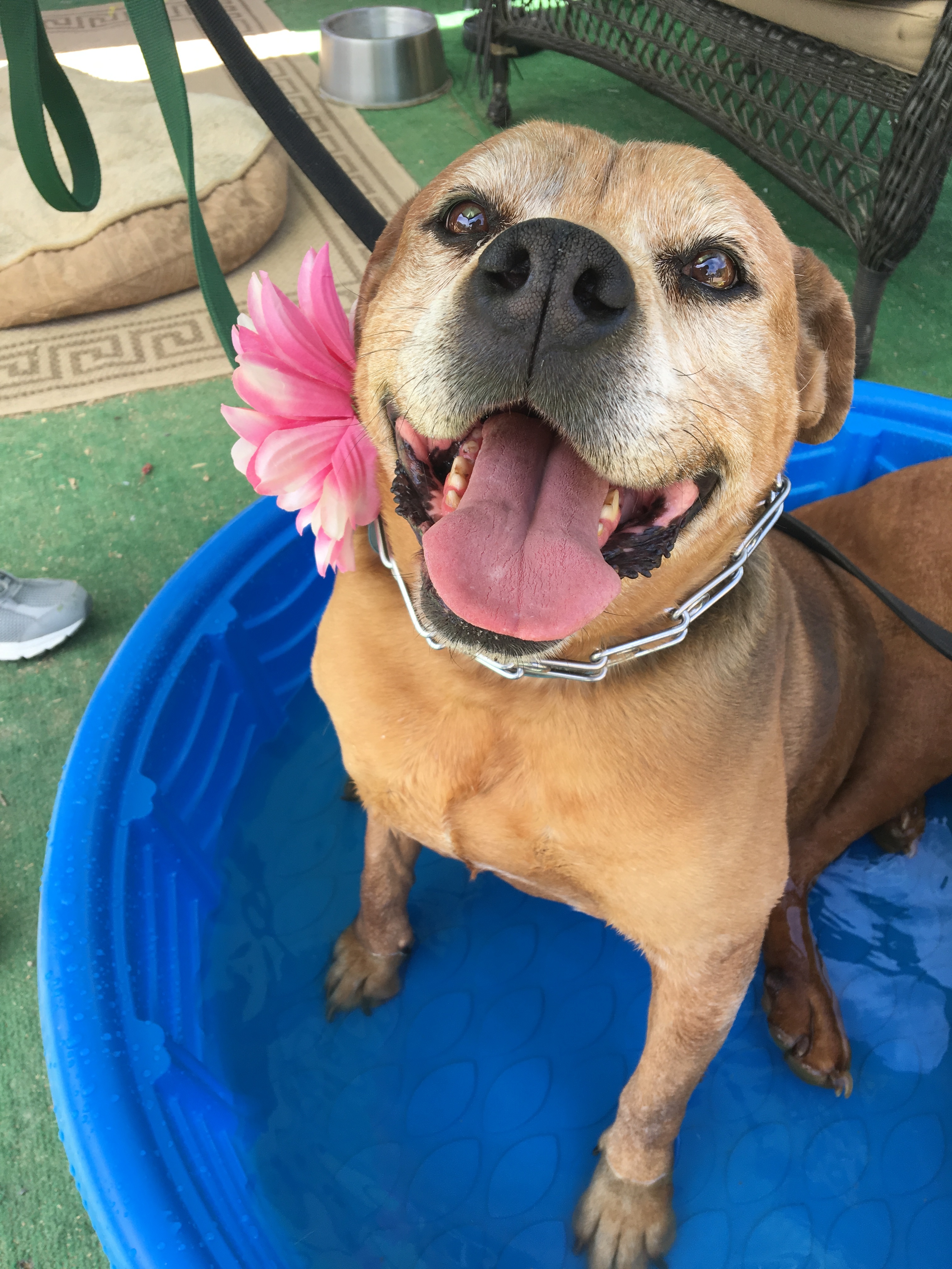 Awesome older gal Princess, an adoptable Mastiff in Acton, CA, 93510 | Photo Image 1