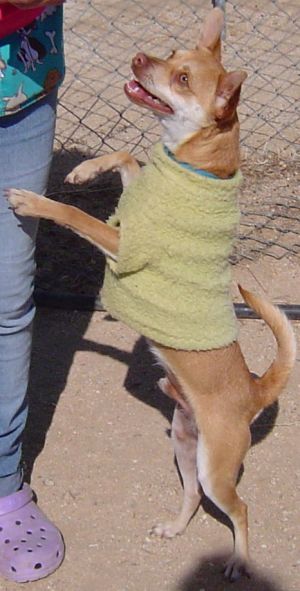 Lucky, Adult Male Chihuahua