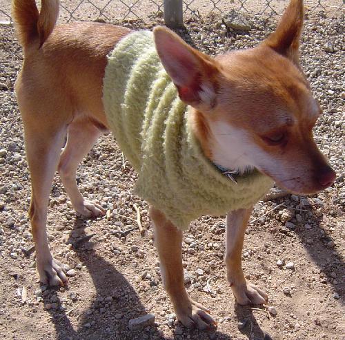 Lucky, an adoptable Chihuahua in Littlerock, CA, 93543 | Photo Image 3