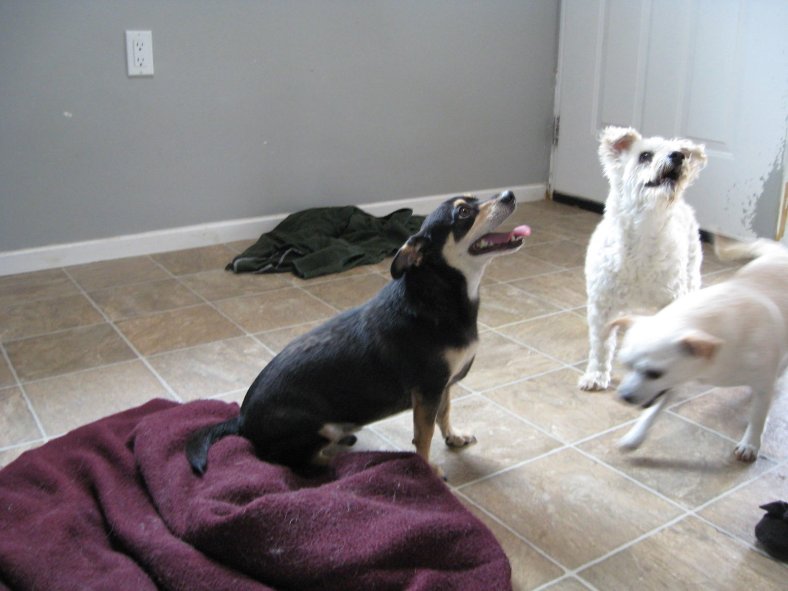 Nicky, an adoptable Chihuahua in Littlerock, CA, 93543 | Photo Image 2