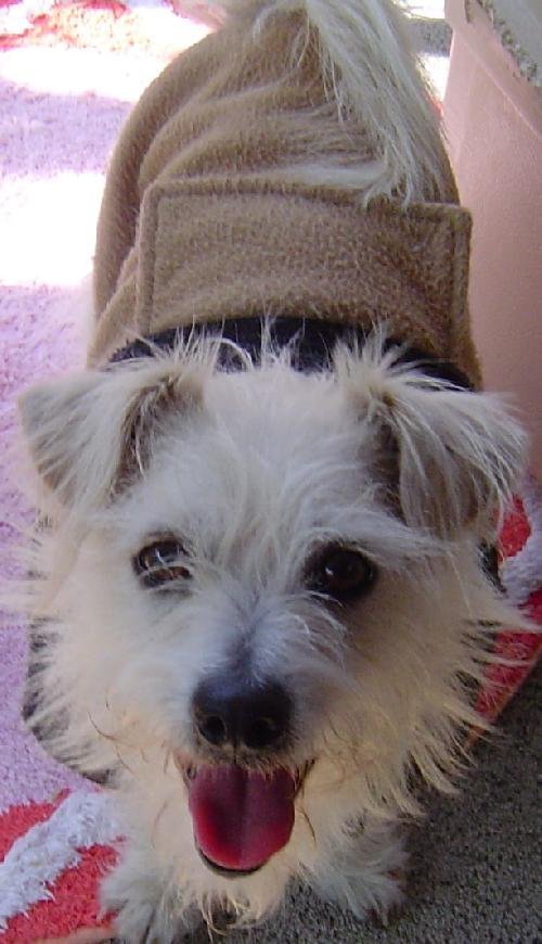 Caspar, an adoptable Terrier Mix in Littlerock, CA_image-1