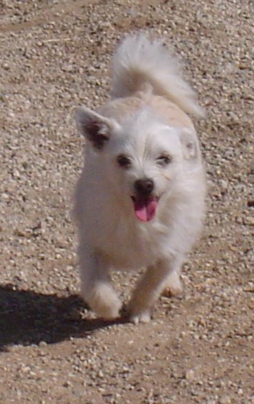 Caspar, an adoptable Terrier in Littlerock, CA, 93543 | Photo Image 2