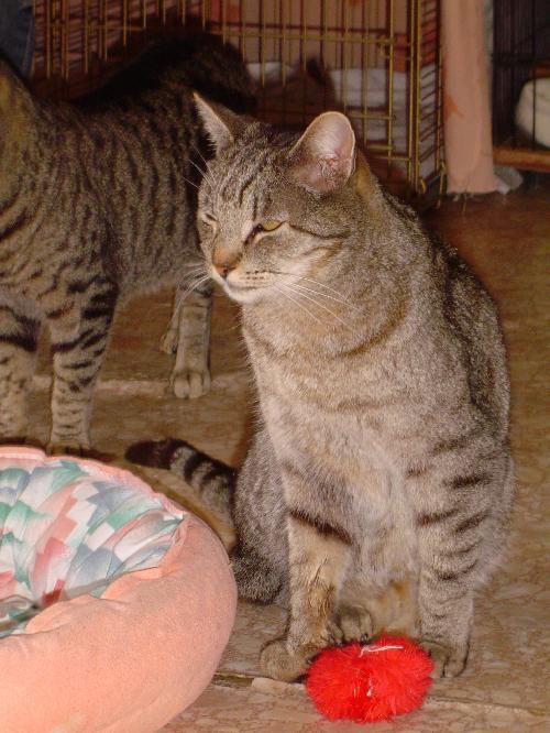 Momma, an adoptable Domestic Short Hair in Littlerock, CA, 93543 | Photo Image 1