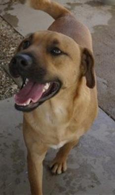 Paco II, an adoptable Shepherd in Littlerock, CA, 93543 | Photo Image 1