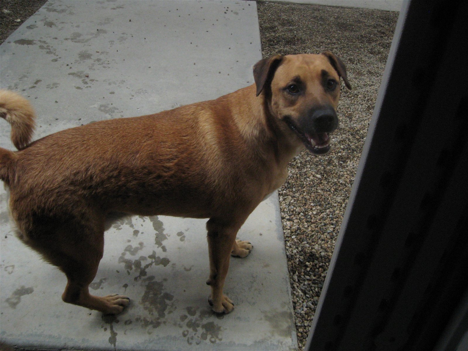 Paco II, an adoptable Shepherd in Littlerock, CA, 93543 | Photo Image 2