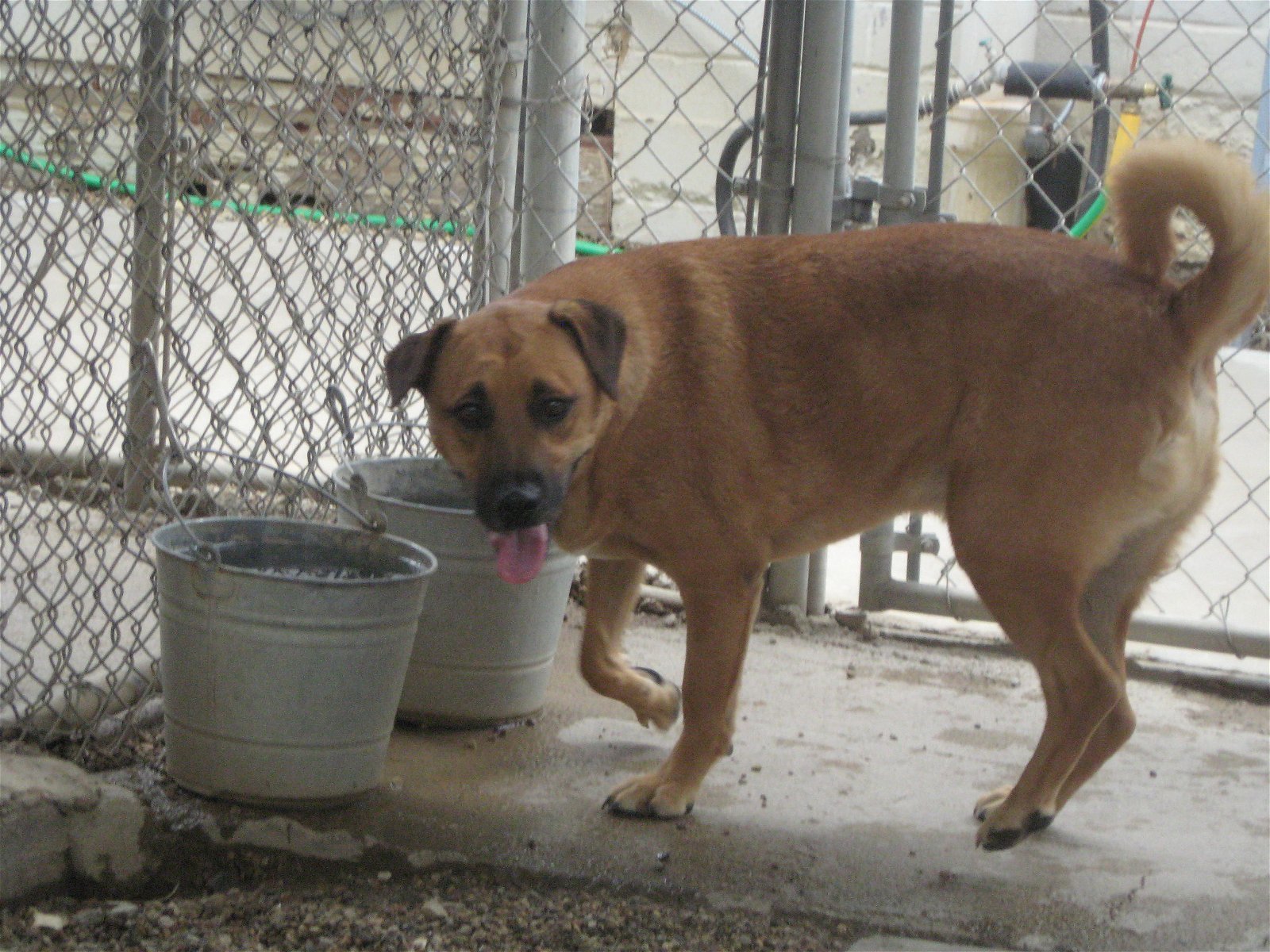 Paco II, an adoptable Shepherd in Littlerock, CA, 93543 | Photo Image 3