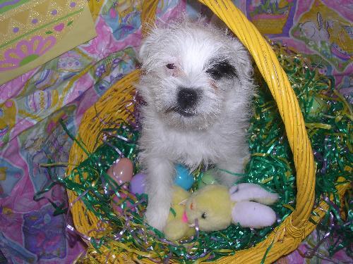 Samantha - must go with Dylan, an adoptable Terrier in Littlerock, CA, 93543 | Photo Image 1