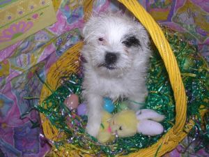 Samantha - must go with Dylan, Adult Female unknown