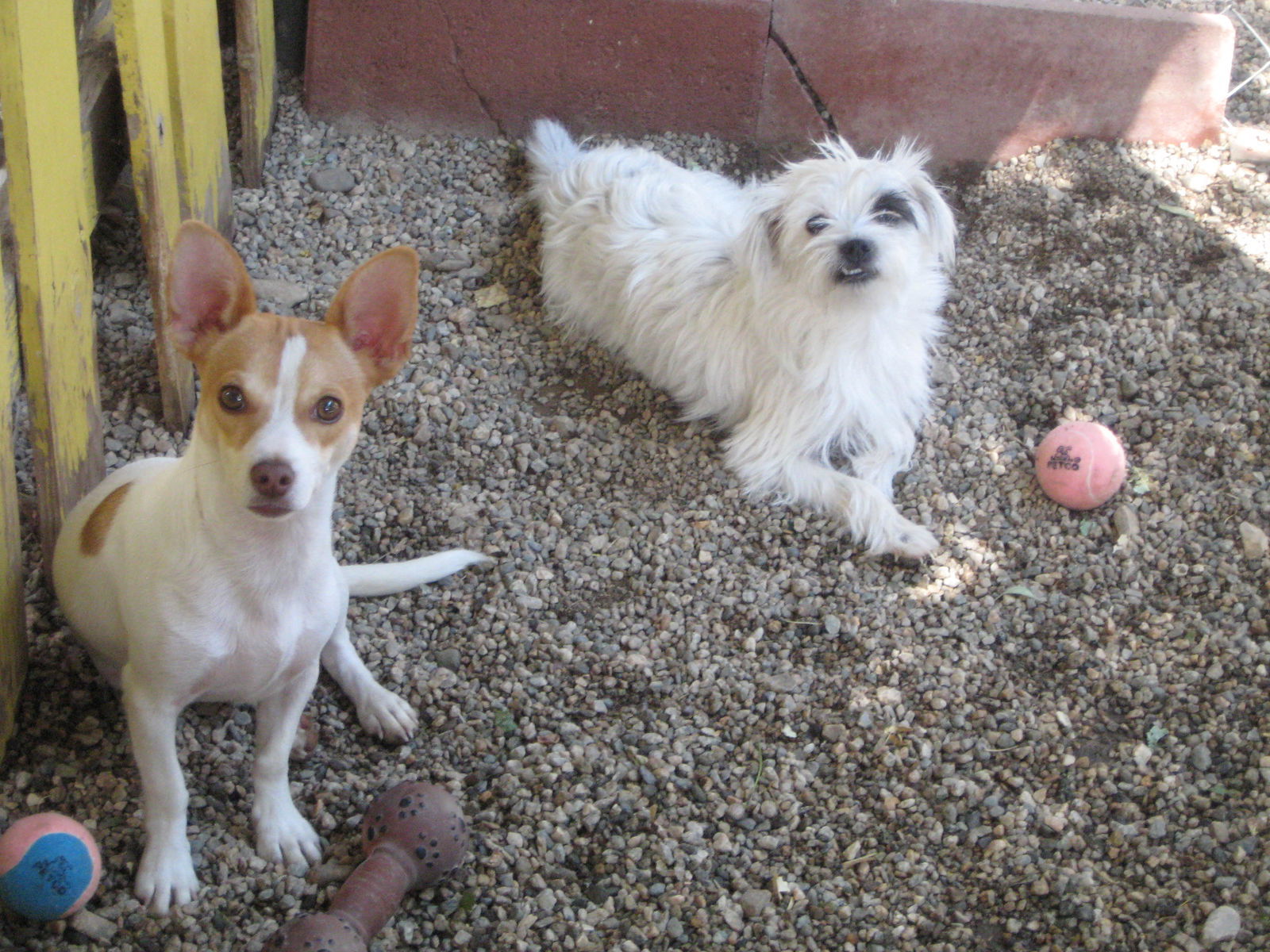 Samantha - must go with Dylan, an adoptable Terrier in Littlerock, CA, 93543 | Photo Image 3