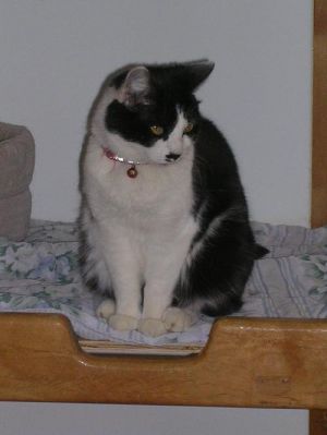 Roxie, Adult Female unknown