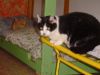Roxie photo 2