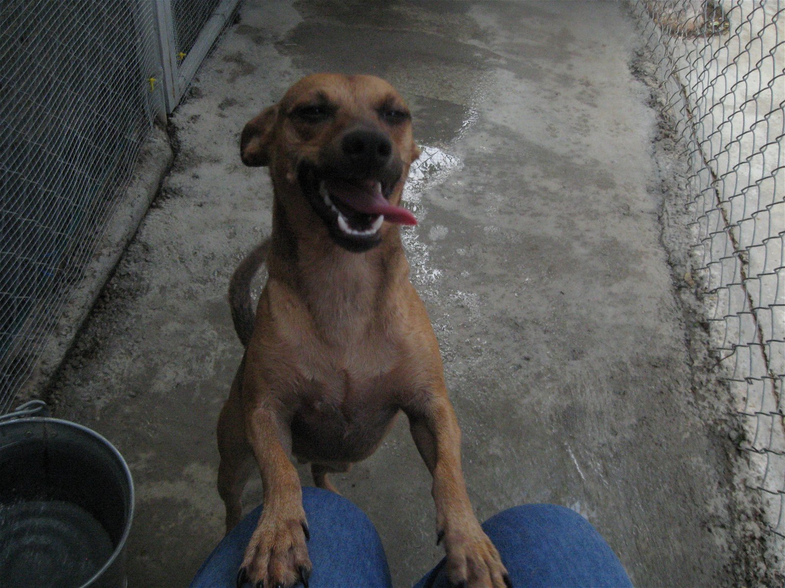 Albert, an adoptable Chihuahua in Littlerock, CA, 93543 | Photo Image 1