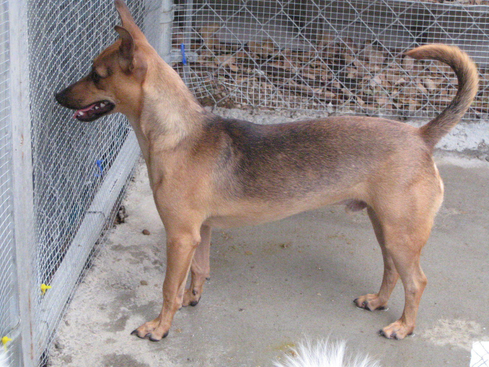 Albert, an adoptable Chihuahua in Littlerock, CA, 93543 | Photo Image 2