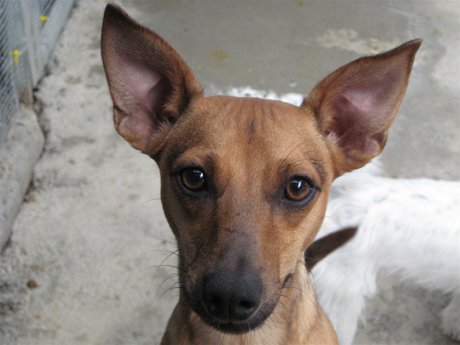 Albert, an adoptable Chihuahua in Littlerock, CA, 93543 | Photo Image 3