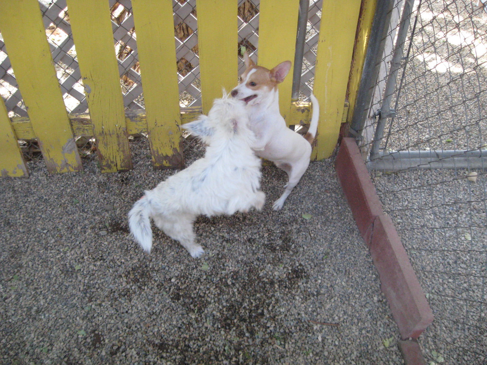 Dylan - must go with Samantha, an adoptable Chihuahua in Littlerock, CA, 93543 | Photo Image 1