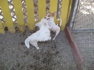 Dylan - must go with Samantha, Adult Male unknown